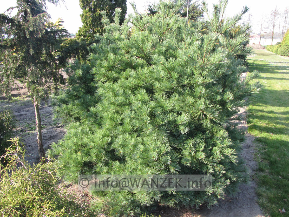 Pinus strobus Minima 2,5m Sol 01.JPG